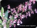 Oncidium Jairak Fragrance
